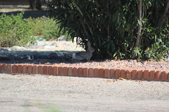 Sylvilagus audubonii