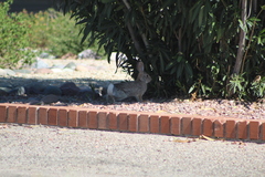 Sylvilagus audubonii