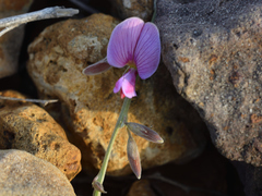 Tephrosia cinerea