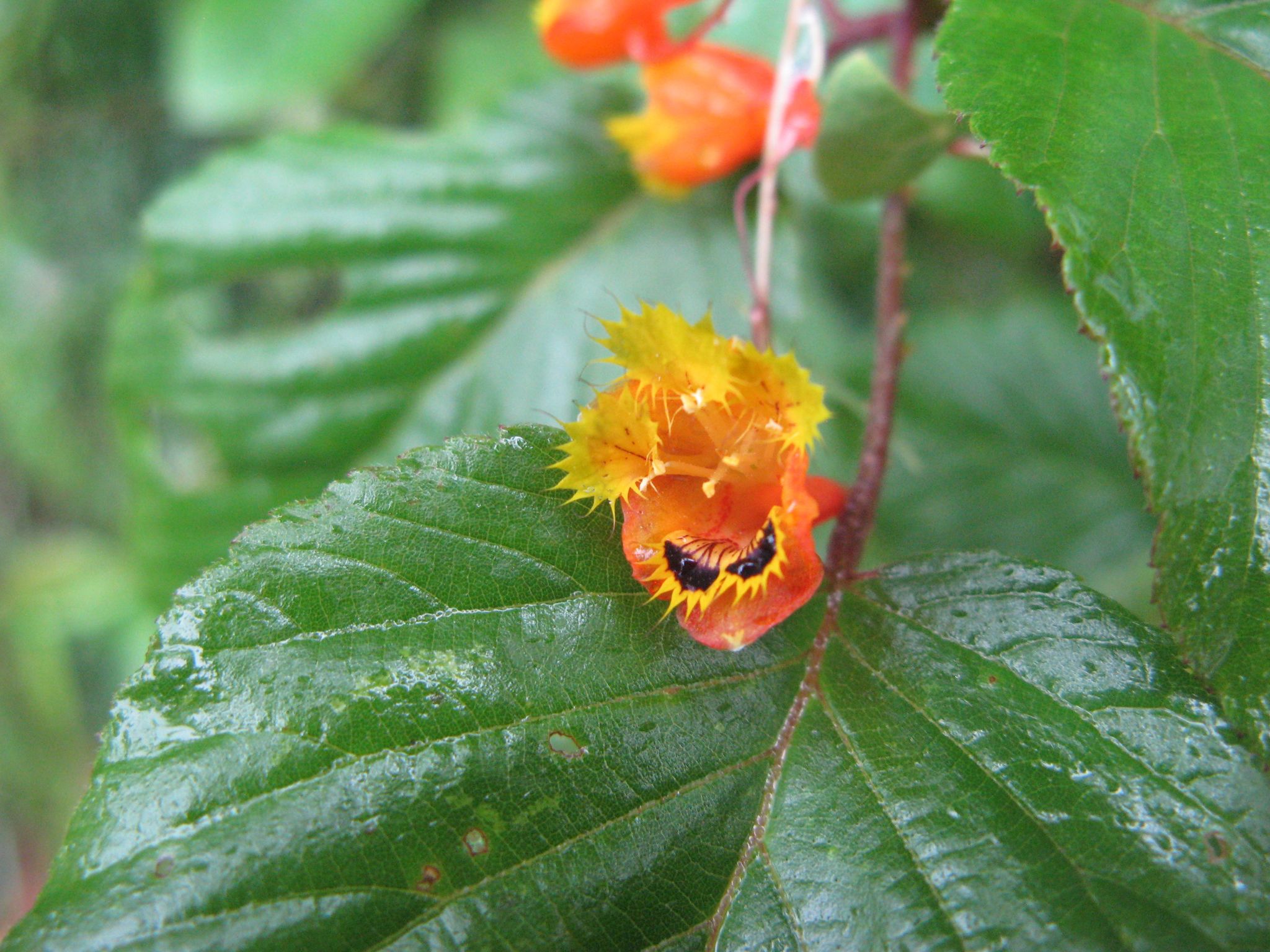 Tropaeolum fintelmannii image