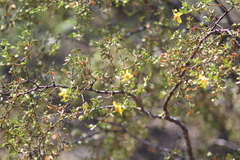 Larrea tridentata