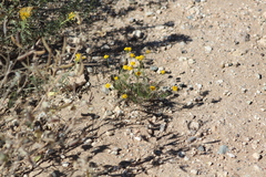 Thymophylla pentachaeta