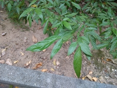 Ohwia caudata