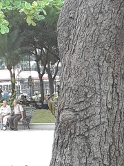 Colaptes rubiginosus