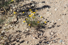 Thymophylla pentachaeta