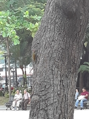 Colaptes rubiginosus