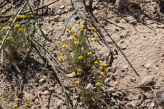 Thymophylla pentachaeta