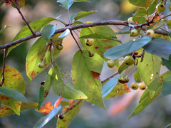 Kirschapfel (Malus baccata): Herkunft und Verwendung — Foto 2