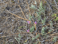 Tephrosia cinerea