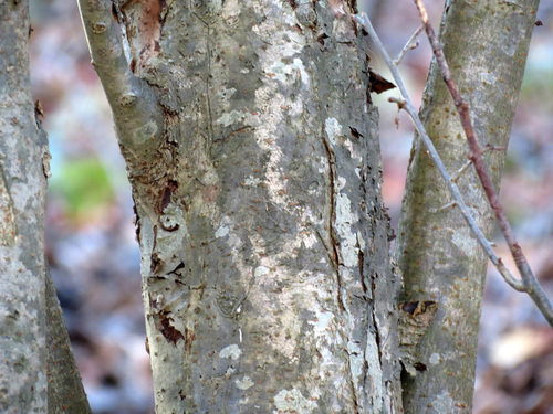 Malus baccata