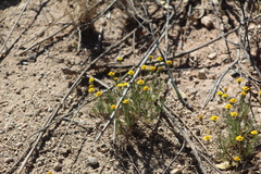 Thymophylla pentachaeta