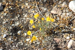 Thymophylla pentachaeta