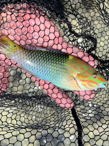 Checkerboard Wrasse