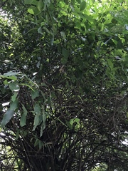 Achatocarpus nigricans