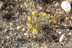 Thymophylla pentachaeta