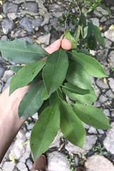 Achatocarpus nigricans