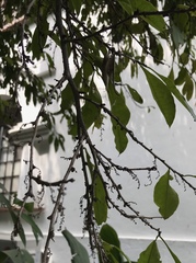 Achatocarpus nigricans