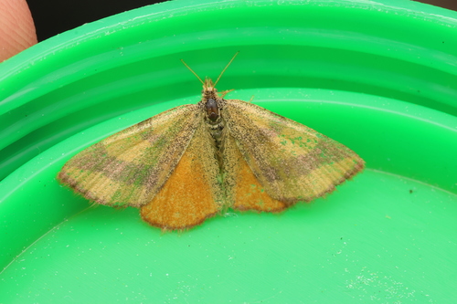 Lythria cruentaria