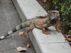 Iguana iguana