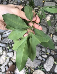 Achatocarpus nigricans