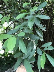 Achatocarpus nigricans