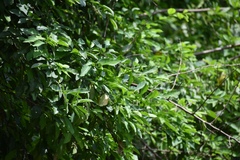 Achatocarpus nigricans