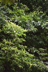 Achatocarpus nigricans