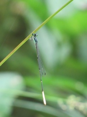 Leptobasis melinogaster