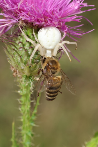 Goldenrod Crab Spider