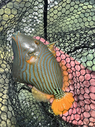 Orangestripe Triggerfish
