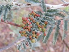 Austroacacidiplosis botrycephalae