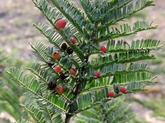 Austroacacidiplosis botrycephalae