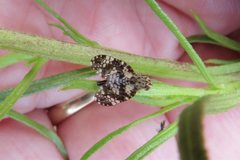 Austrotephritis fuscata