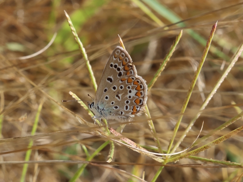 Common Blue