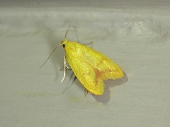 Aeolothapsa malacella