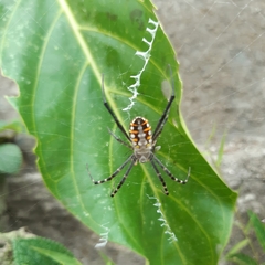 Argiope catenulata