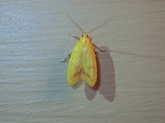 Aeolothapsa malacella