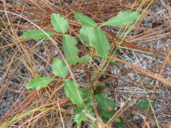 Toxicodendron pubescens image