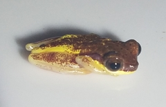 Dendropsophus rhodopeplus