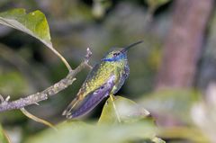 Colibri