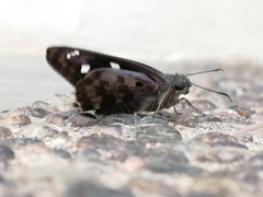 Polygonus leo arizonensis