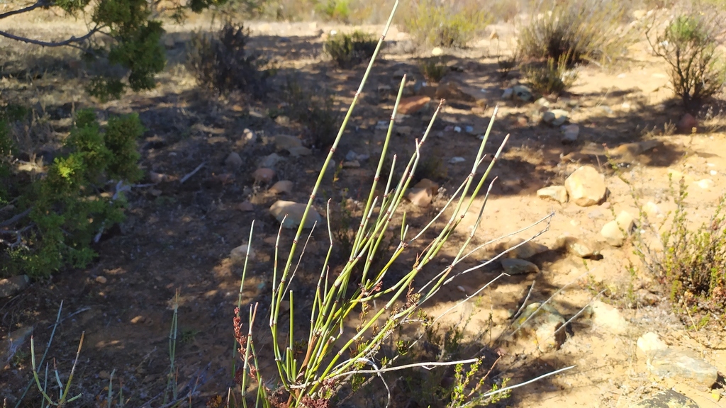 longleaf ephedra from Ensenada, Baja California, Mexico on October 13 ...