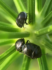 Corimelaena lateralis