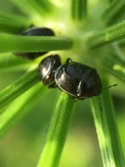 Corimelaena lateralis