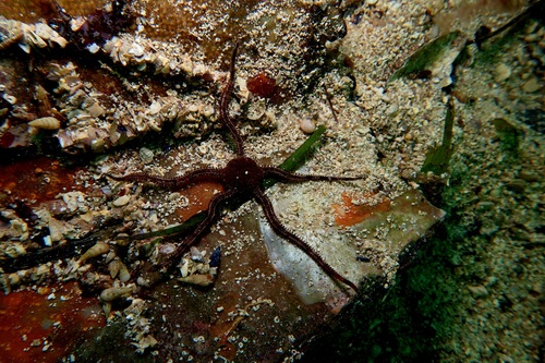 Ophiomyxa australis observed 2025-08-09