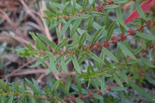 Ammannia baccifera iNat (2)