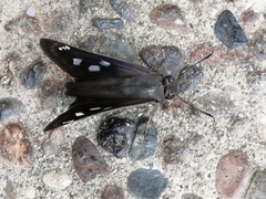 Polygonus leo arizonensis