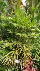 Plerandra elegantissima