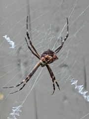 Argiope argentata