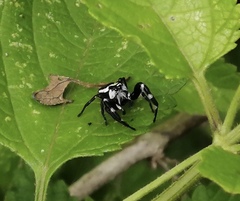 Dendryphantes zygoballoides